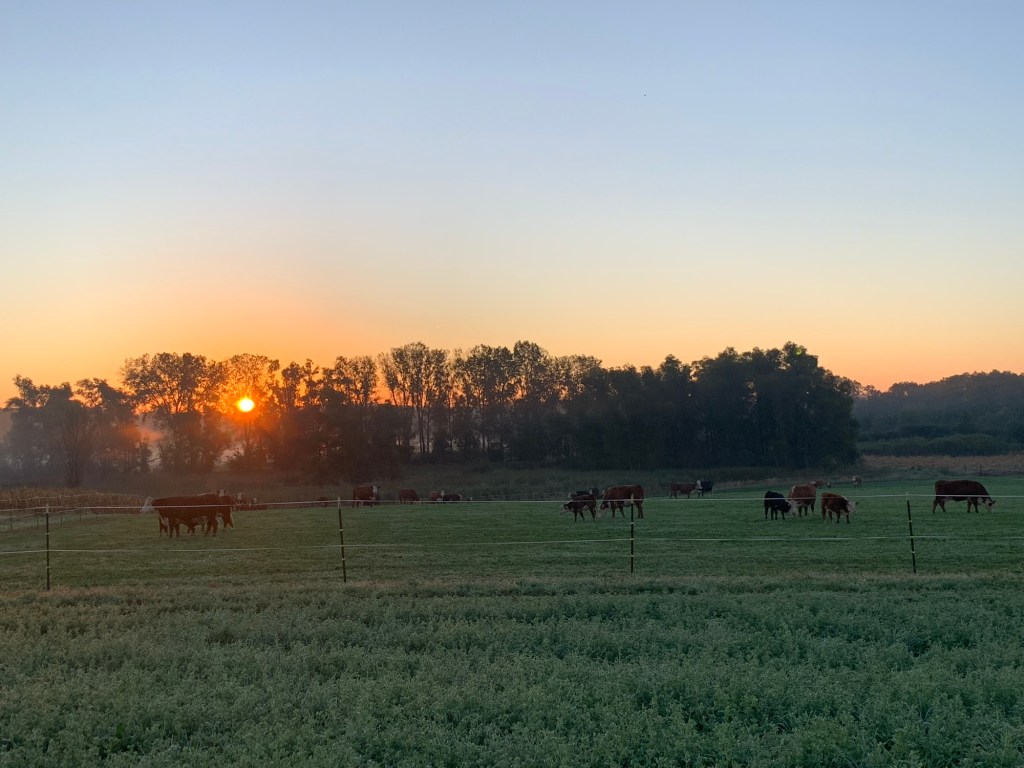 cattle grazing pasture at broedlow farms at sunrise 
